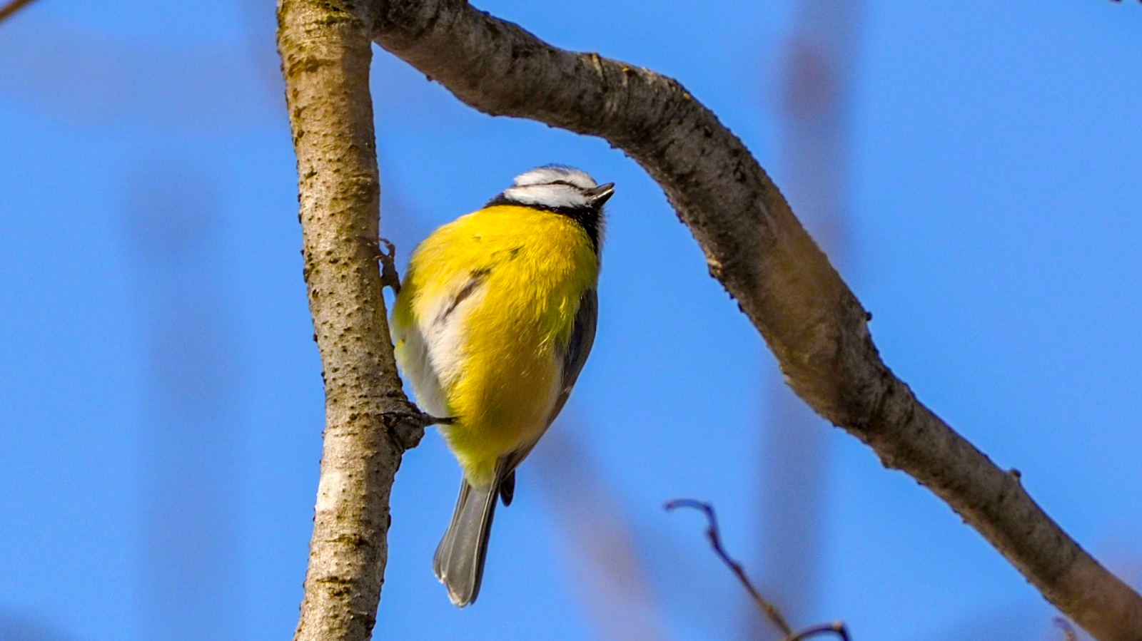 Vögel- und Naturbeobachtung im Eschner Riet, © Liechtensteiner_Unterland_Tourismus