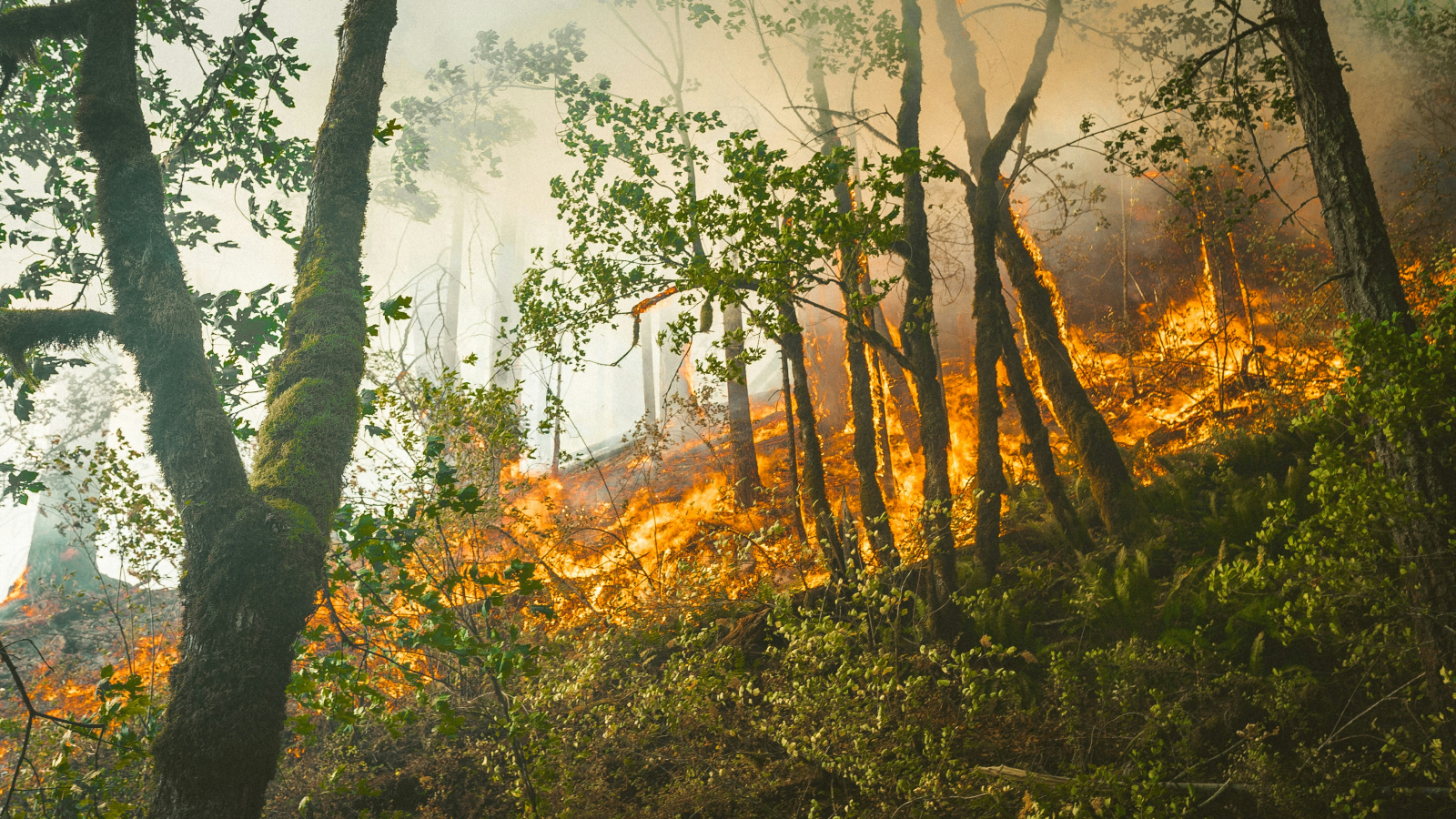 Mindestens 51 Tote bei Waldbränden in Chile, © Unsplash / Karsten Winegeart