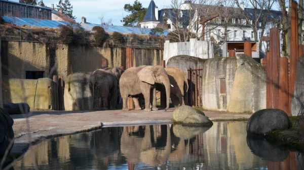 Mögen Elefanten den Winter?, © Zoo Basel Mögen Elefanten den Winter?, © Zoo Basel