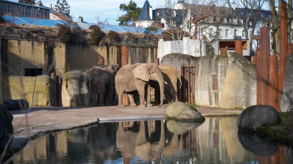 Mögen Elefanten den Winter?, © Zoo Basel