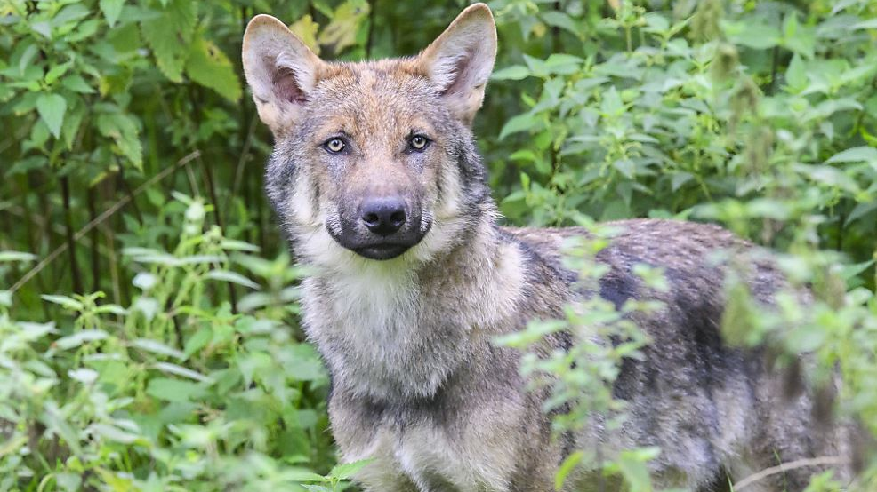 Wolfspräsenz in Liechtenstein bereitet Sorgen, © Keystone-SDA (Archiv)