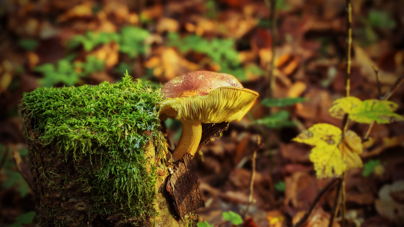 Feuchtes Wetter sorgt für gute Pilzsaison, © pxhere.com / Symbolbild