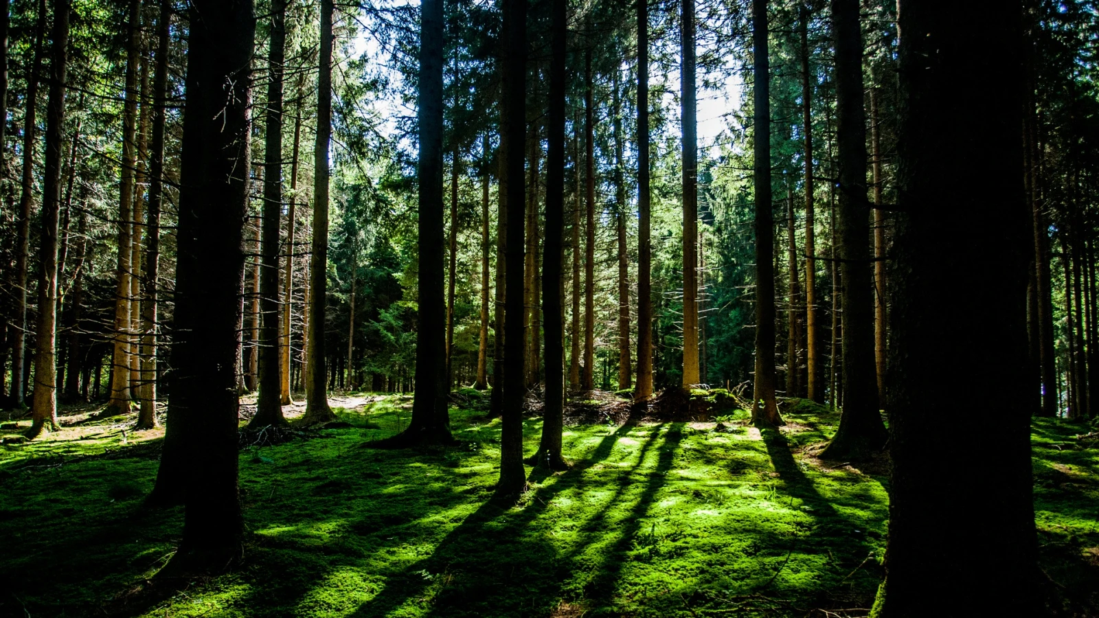 Erster Bestattungswald in Vorarlberg, © PXHERE / Symboldbild Erster Bestattungswald in Vorarlberg, © PXHERE / Symboldbild