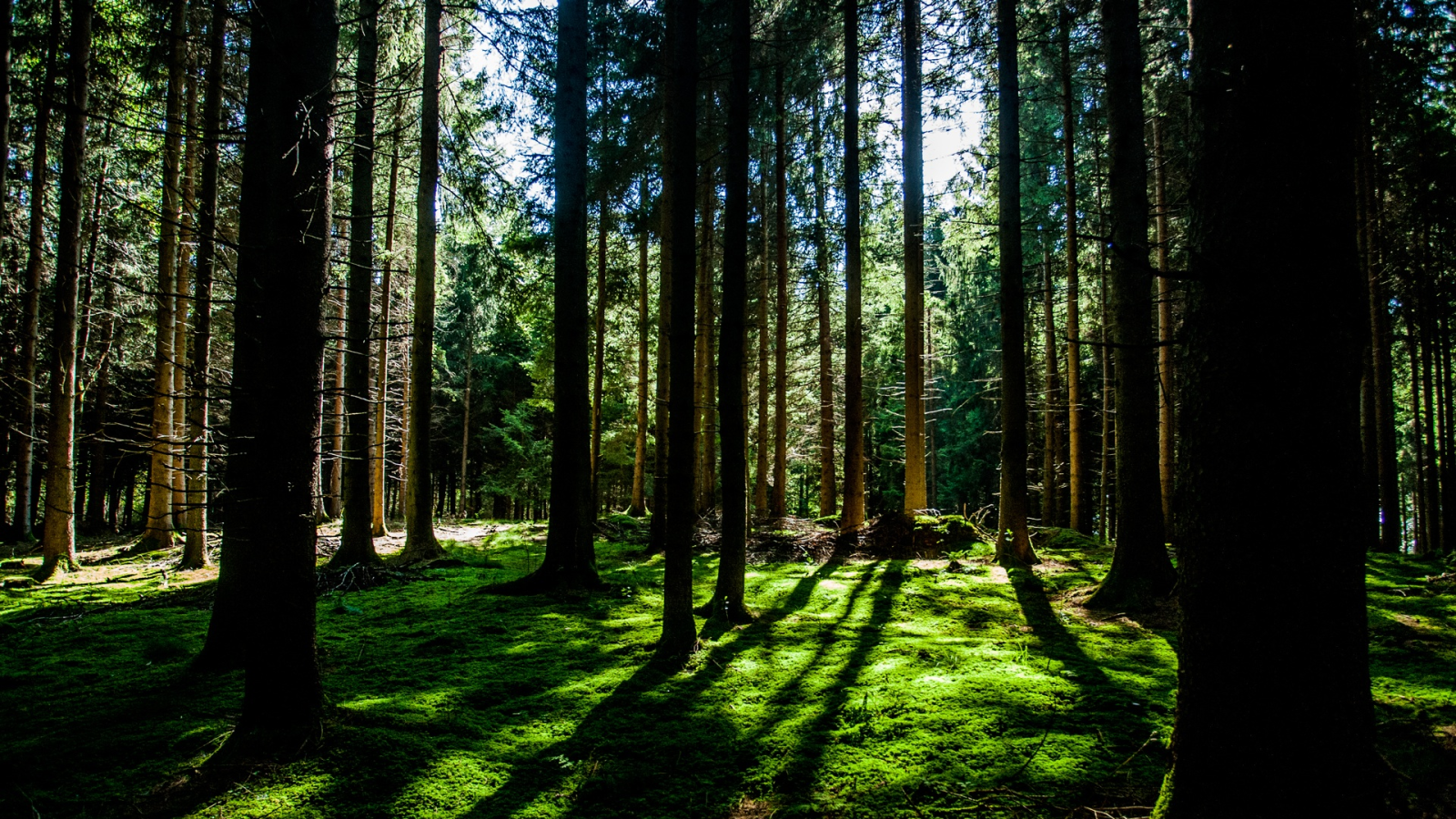 Erster Bestattungswald in Vorarlberg, © PXHERE / Symboldbild