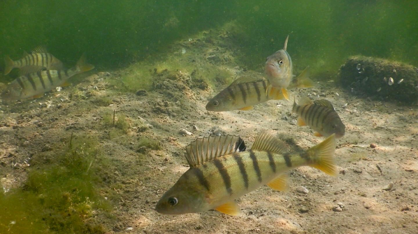 Fische im Rhein unter Druck: Situation „prekär“, © Claudia Kuser