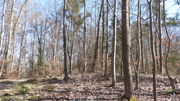 Erhebliche Waldbrandgefahr in Schaffhausen und im Thurgau, © Archivbild: Radio Munot