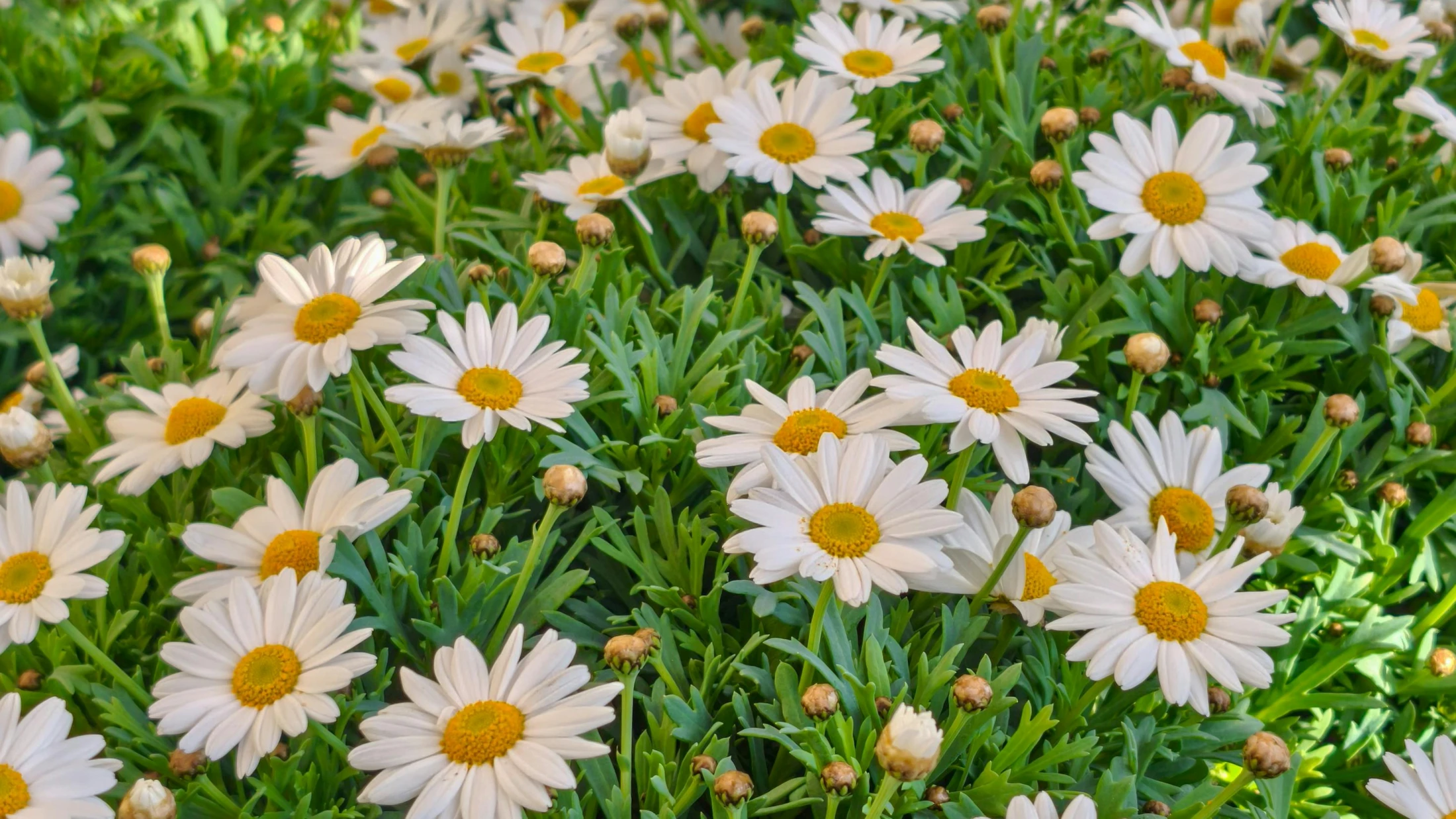 © Irene Ästhetik © Irene Ästhetik