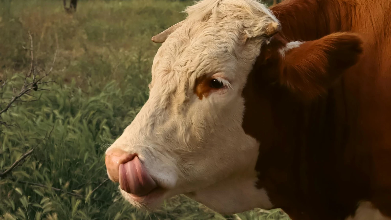 Blauzungenkrankheit macht Bauern Sorgen, © Betül Batmaz Blauzungenkrankheit macht Bauern Sorgen, © Betül Batmaz