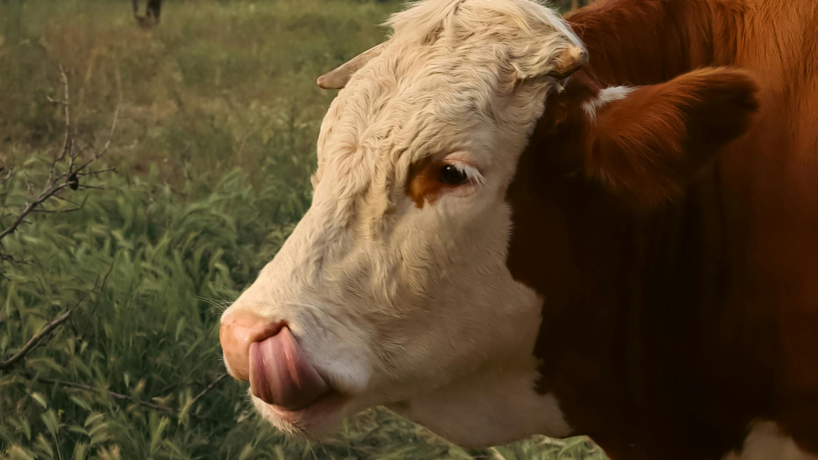 Blauzungenkrankheit macht Bauern Sorgen, © Betül Batmaz