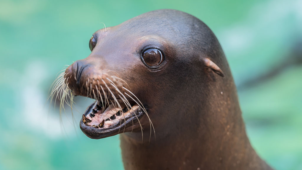 Die sensiblen Schnurrhaare der Seelöwen, © Zoo Basel