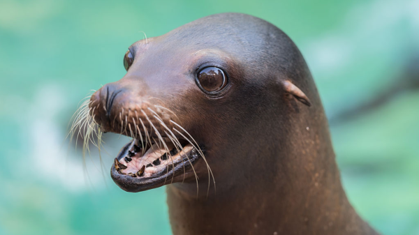 Die sensiblen Schnurrhaare der Seelöwen, © Zoo Basel