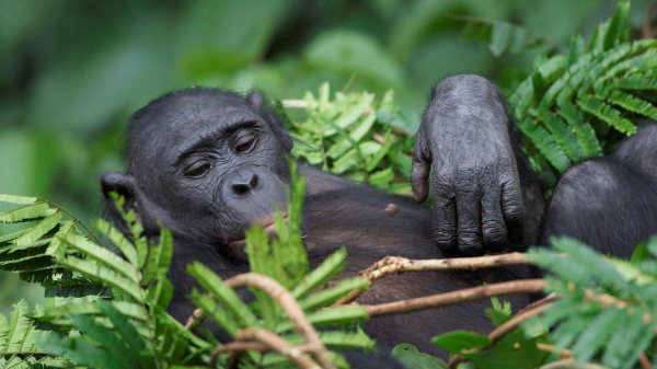 Menschenaffen und ihr Ritual vor der Schlafenszeit, © zoobasel.ch