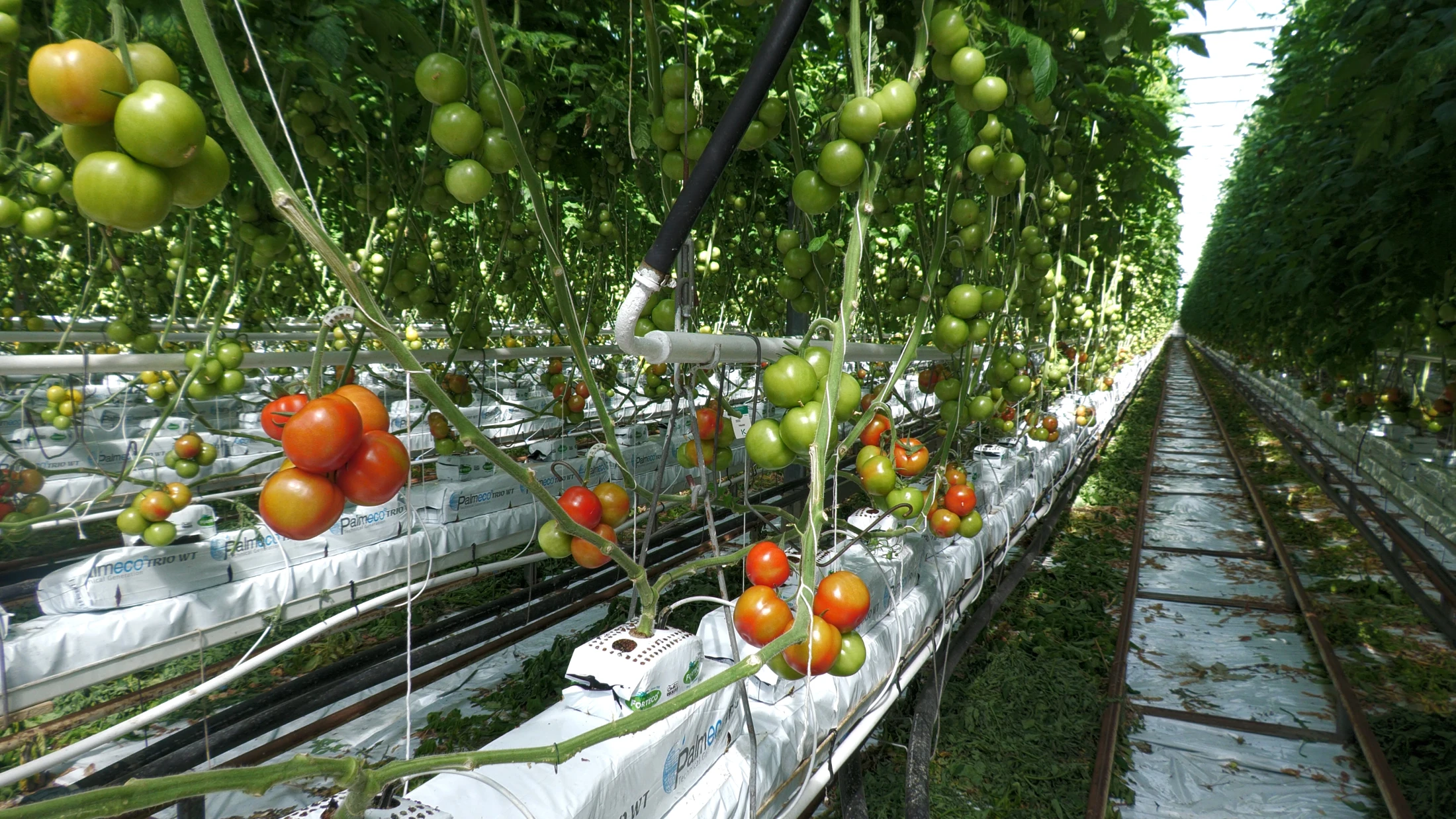 © Radio Munot © Radio Munot