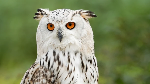 Sibirischer Uhu, © Shutterstock Sibirischer Uhu, © Shutterstock