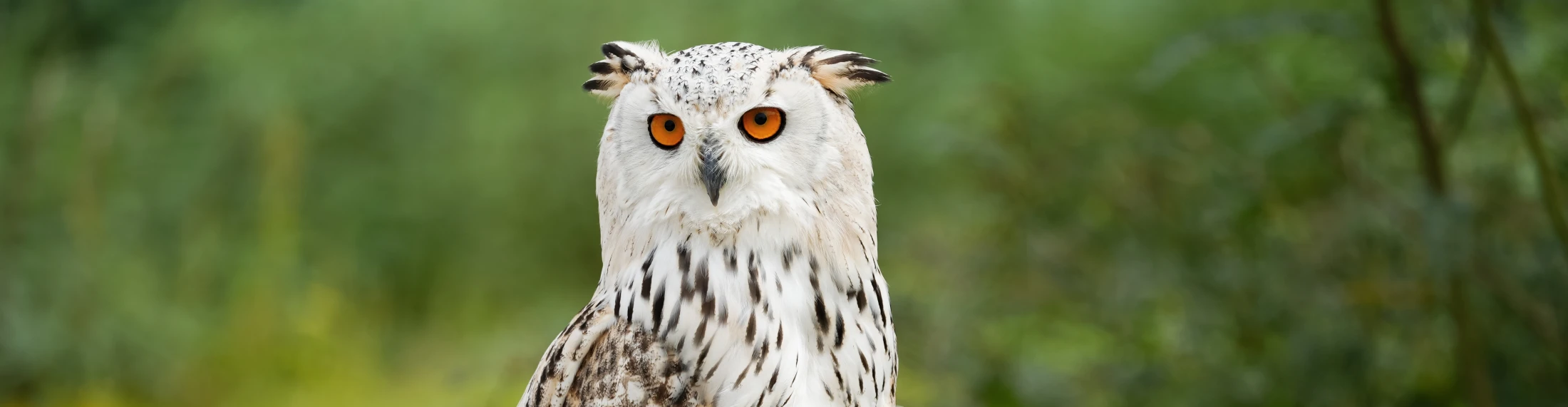 Sibirischer Uhu, © Shutterstock Sibirischer Uhu, © Shutterstock