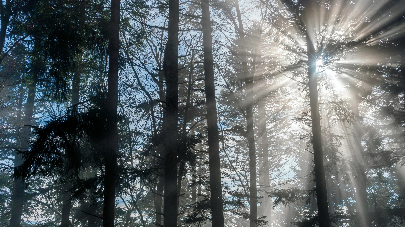 Einsatzhund "Oskar" findet vermissten Wanderer, © Unsplash/Neil Bates Einsatzhund "Oskar" findet vermissten Wanderer, © Unsplash/Neil Bates