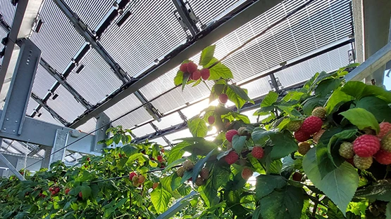 © Symbolbild einer Agri-Photovoltaikanlage. Bild: Agroscope © Symbolbild einer Agri-Photovoltaikanlage. Bild: Agroscope