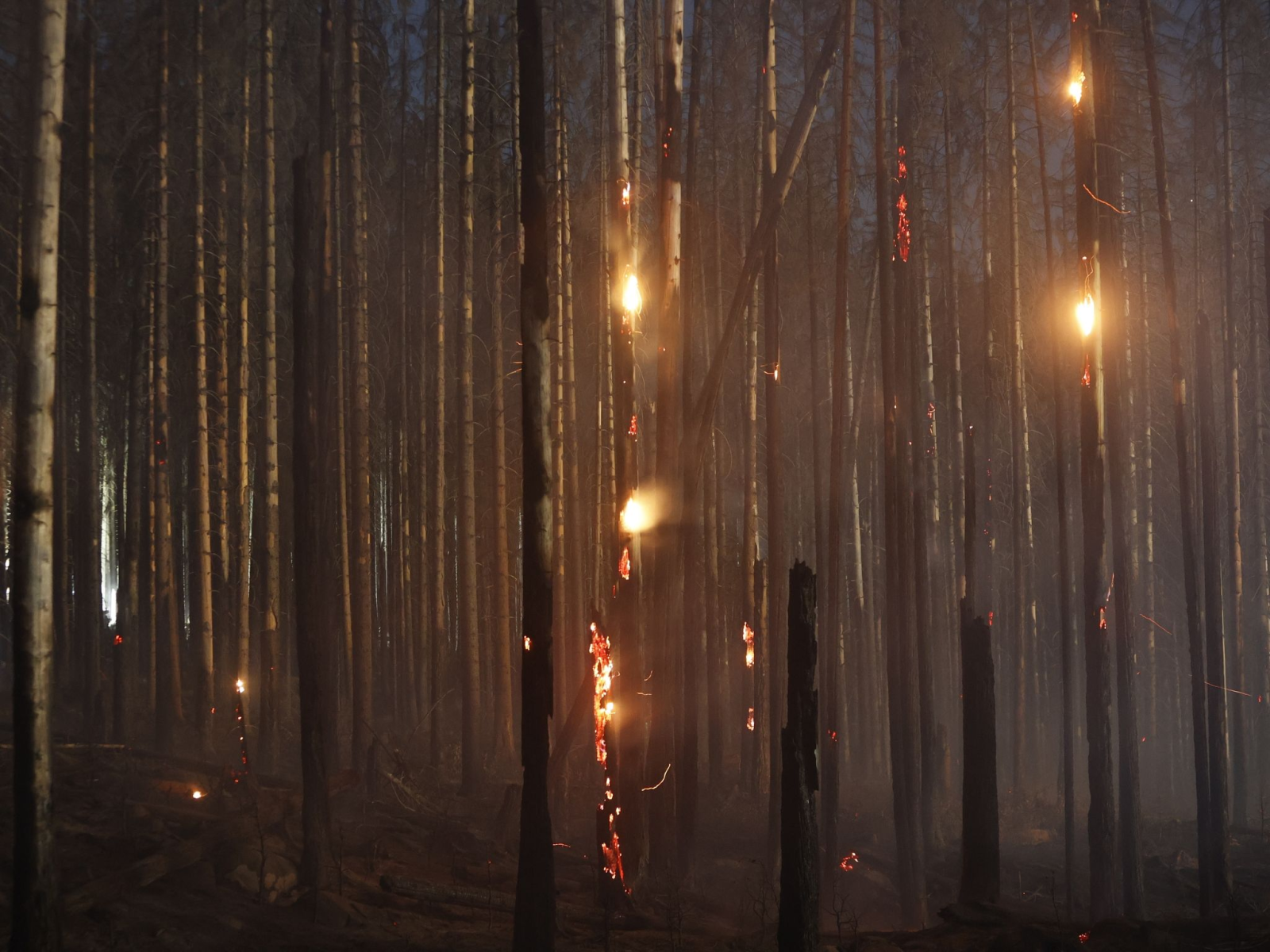 Flammen lodern in der Nacht im Nationalpark Harz.