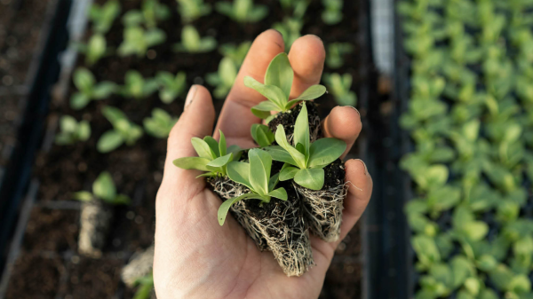 Radio Zürisee entdeckt – Green City Days, © Green City Days Rapperswil-Jona