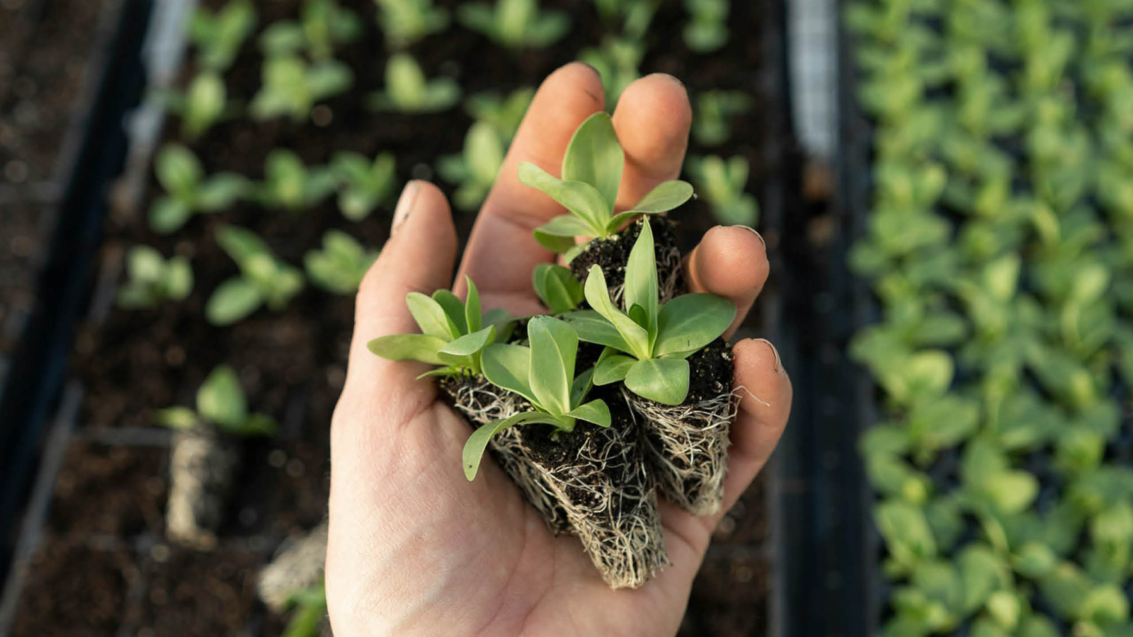 Radio Zürisee entdeckt – Green City Days, © Green City Days Rapperswil-Jona