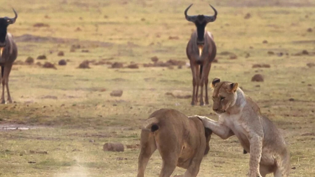 Wegen Ameisen jagen Löwen in Kenia weniger Zebras und mehr Büffel, © Keystone / SDA / Symbolbild Wegen Ameisen jagen Löwen in Kenia weniger Zebras und mehr Büffel, © Keystone / SDA / Symbolbild