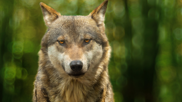 Portrait von einem Wolf, © Shutterstock