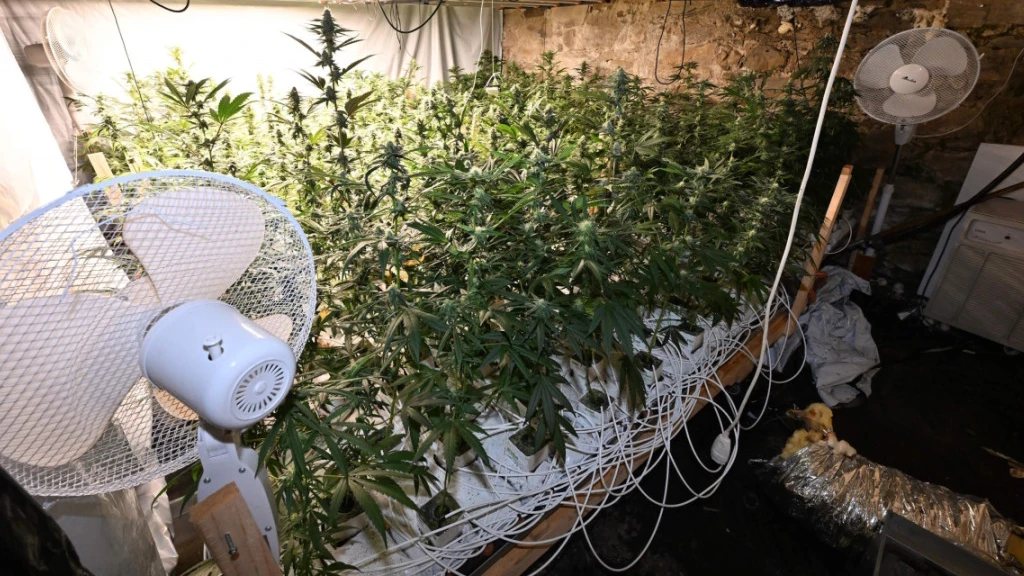 Einsatzkräfte stossen nach Brand in Benken auf Indoor-Hanfanlage, © Kapo SG Einsatzkräfte stossen nach Brand in Benken auf Indoor-Hanfanlage, © Kapo SG