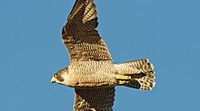 Geschützter Wanderfalke abgeschossen, © Wikipedia Geschützter Wanderfalke abgeschossen, © Wikipedia