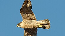 Geschützter Wanderfalke abgeschossen, © Wikipedia