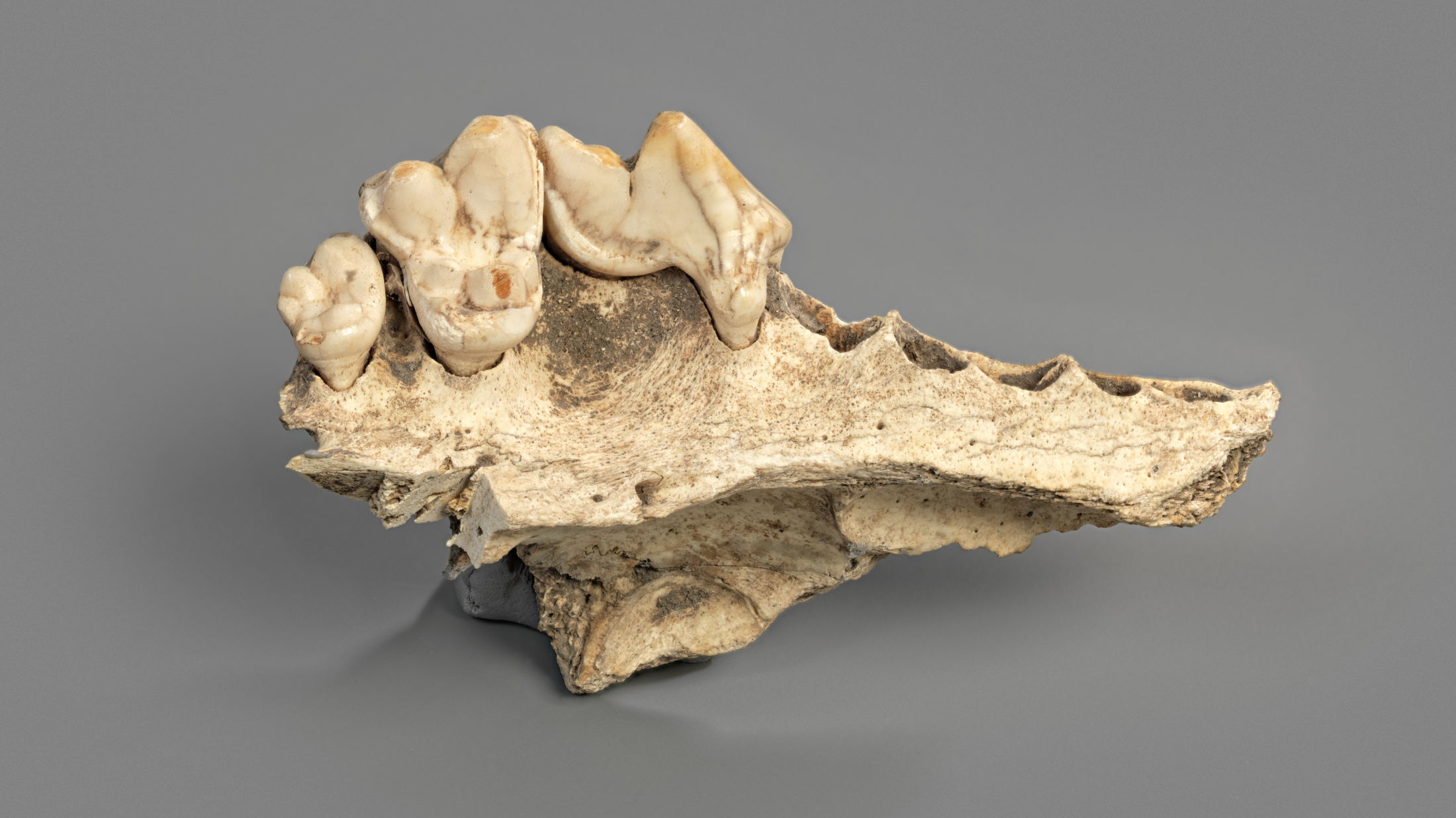 © Kantonsarchäologie Schaffhausen, Foto: Ivan Ivic