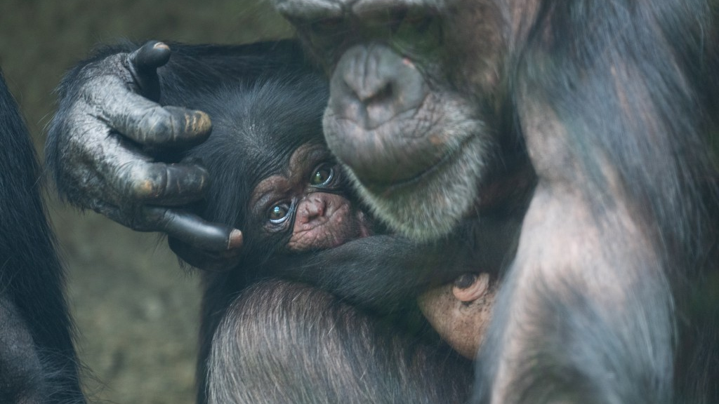 Nachwuchs im Basler Zolli , © Zoo Basel 