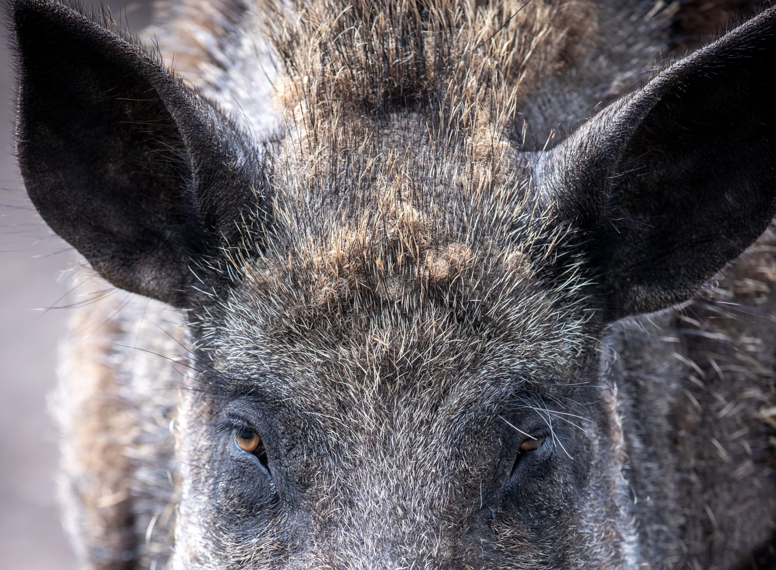 Mainz´da Yaban Domuzu Paniği , © dpa Mainz´da Yaban Domuzu Paniği , © dpa