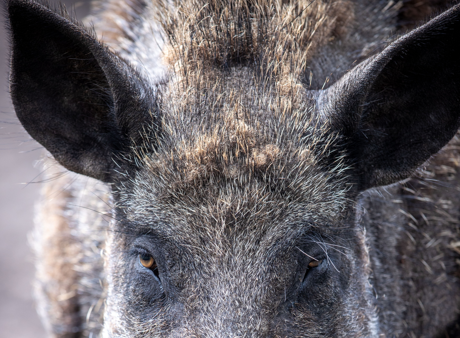 Mainz´da Yaban Domuzu Paniği , © dpa