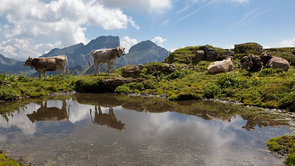 Fälle von Rinder-Tuberkulose in Vorarlberg entdeckt, © Keystone/SDA Fälle von Rinder-Tuberkulose in Vorarlberg entdeckt, © Keystone/SDA