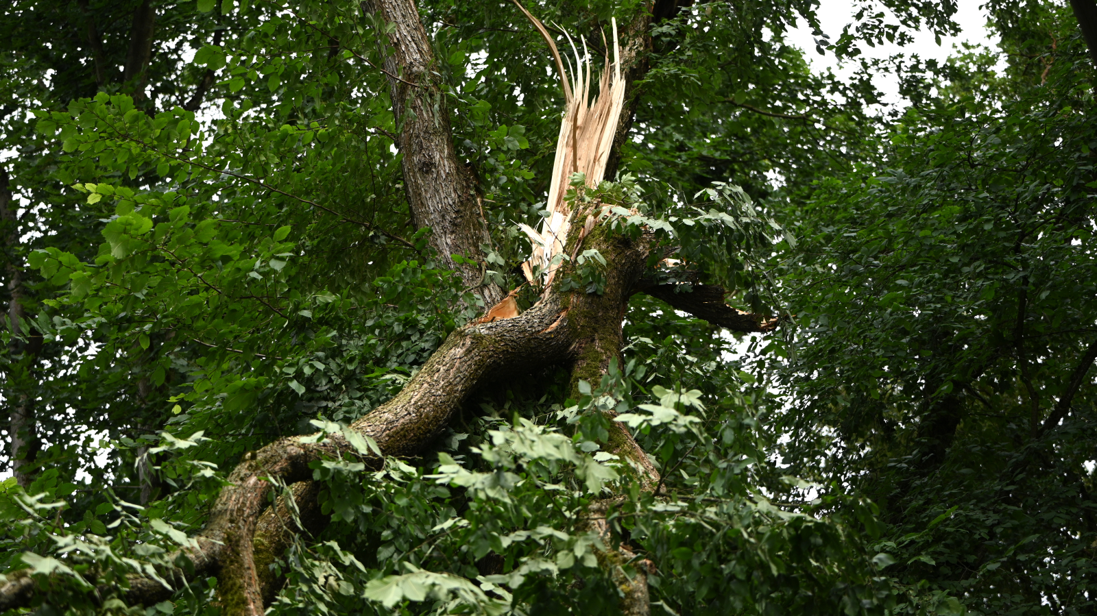 Berlin’de Fırtına Sonrası Tren Seferleri Hâlâ Aksıyor!, © Michael Brandt/dpa