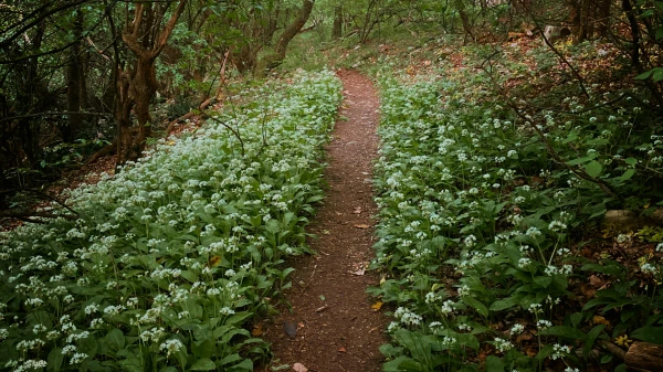 Es ist (wieder) Bärlauch-Zeit!, © vadszeder Es ist (wieder) Bärlauch-Zeit!, © vadszeder