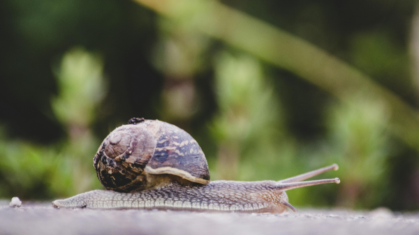 Schnecken – die Langschläfer der Natur, © Laura Reed