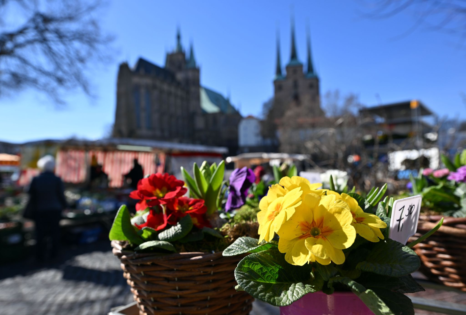 Blumen blühen an einem Marktstand auf dem Domplatz.