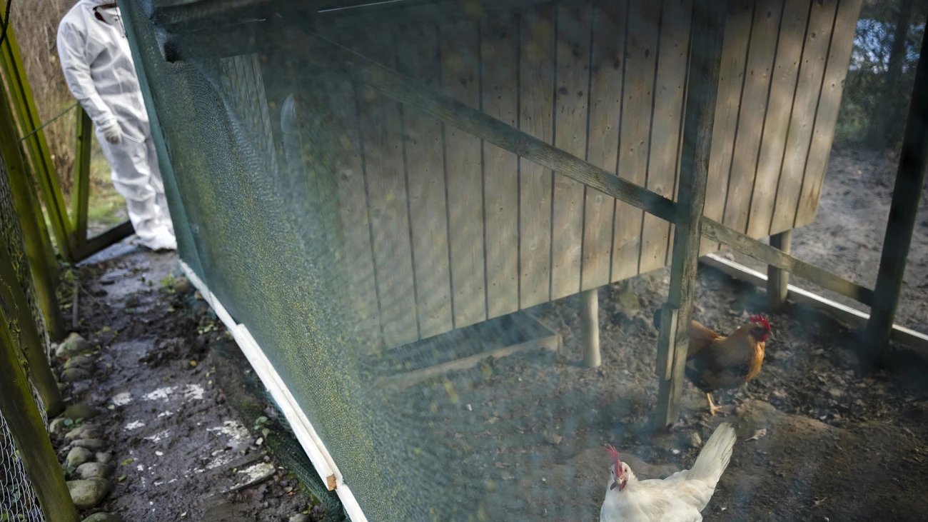 Vogelgrippe Winterthur Prozess Bauer, © Keystone-SDA Vogelgrippe Winterthur Prozess Bauer, © Keystone-SDA