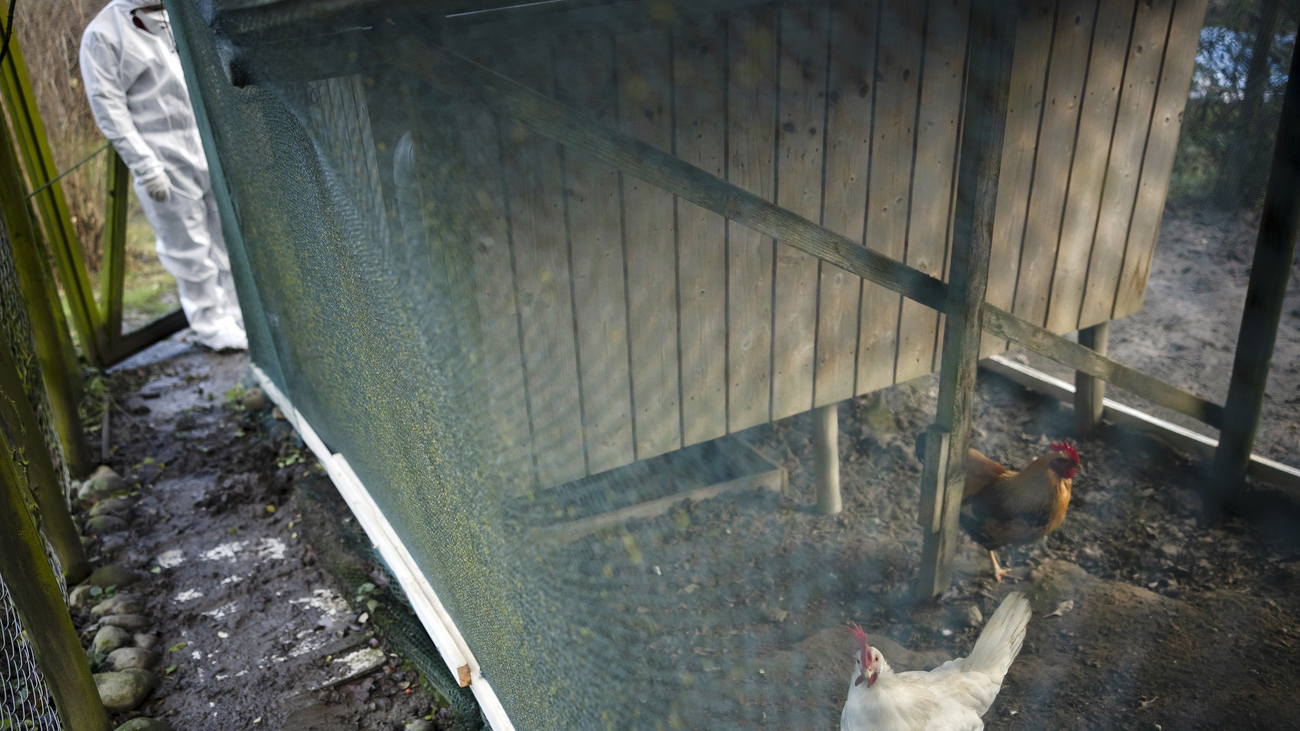 Vogelgrippe Winterthur Prozess Bauer, © Keystone-SDA