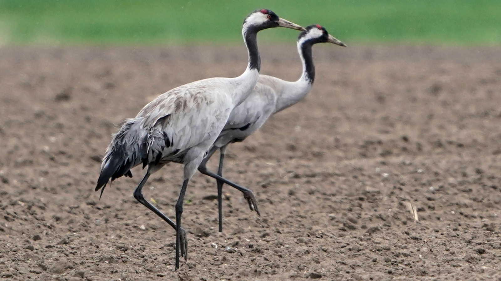 Rheinland-Pfalz'da Kuş Gribi Yayılımı Yavaşladı Ancak Risk Sürüyor!, © dpa