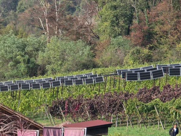 Sicht auf die Solar-Panels auf den Reben Sicht auf die Solar-Panels auf den Reben