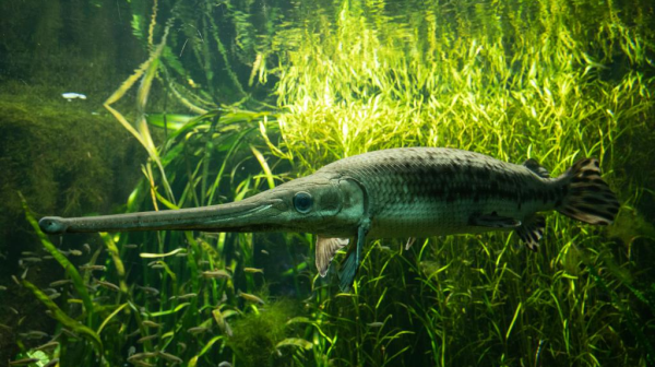 «The One and Only» im Basler Zolli, © Zoo Basel