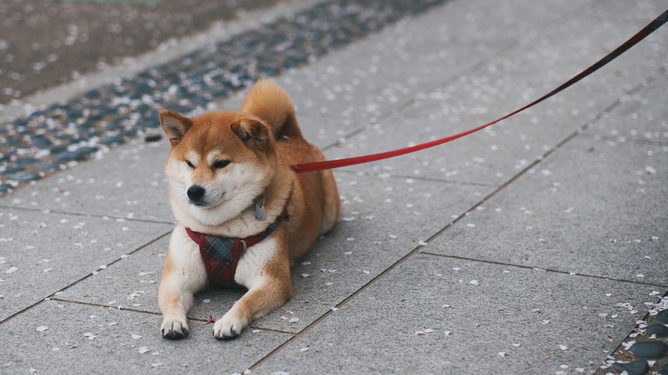 © Evgeny Tchebotarev