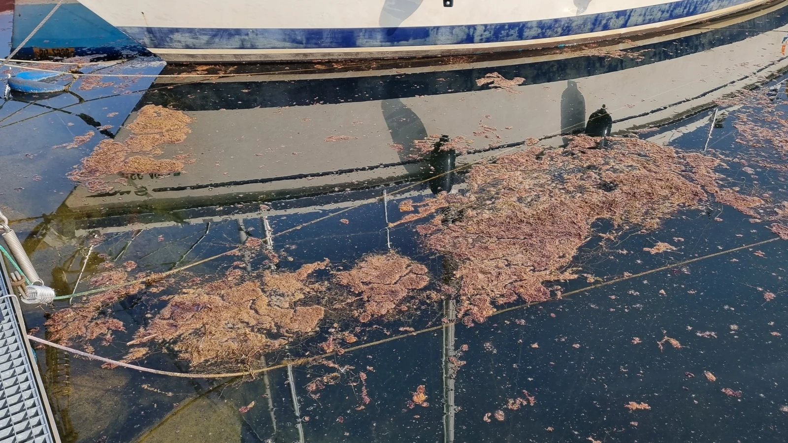 Gefahr Blaualgen Hunde, © Gemeinde Schmerikon Gefahr Blaualgen Hunde, © Gemeinde Schmerikon