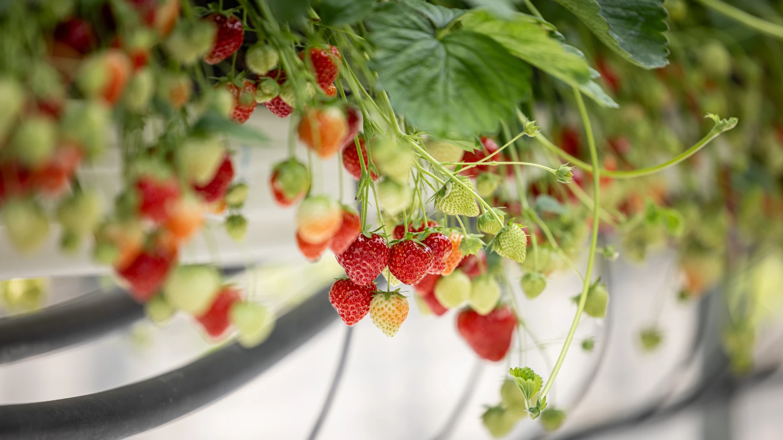 Erdbeerfreude in Sicht – Ein starkes Jahr für die süssen Früchte, © Schweizer Obstverband Erdbeerfreude in Sicht – Ein starkes Jahr für die süssen Früchte, © Schweizer Obstverband