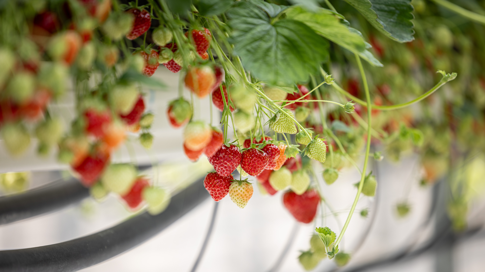 Erdbeerfreude in Sicht – Ein starkes Jahr für die süssen Früchte, © Schweizer Obstverband