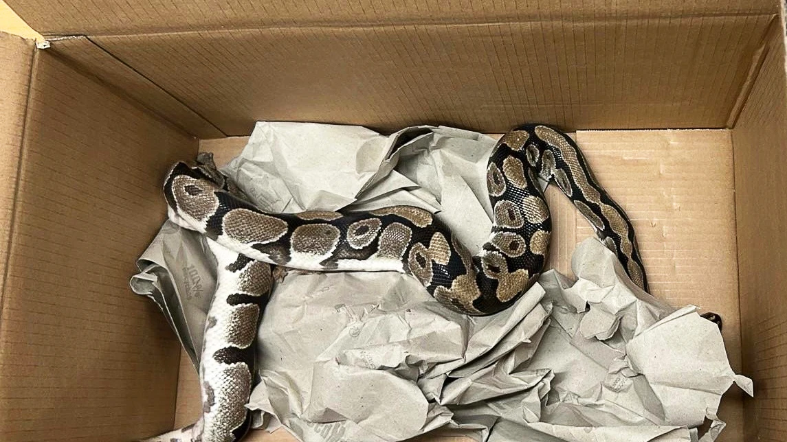 Bremervörde’de Giysi Konteynerinde 1,70 Metrelik Boa Yılanı Bulundu!, © Sembol Resim-/Kantonspolizei Aargau/dpa Bremervörde’de Giysi Konteynerinde 1,70 Metrelik Boa Yılanı Bulundu!, © Sembol Resim-/Kantonspolizei Aargau/dpa