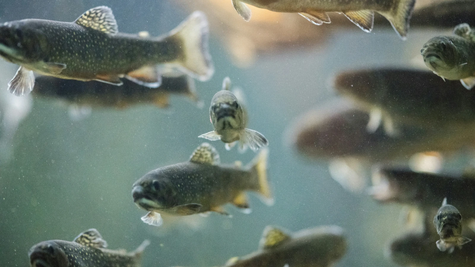 Zeugenaufruf nach Fischsterben in Hohenems, © John Werner/Unsplash Zeugenaufruf nach Fischsterben in Hohenems, © John Werner/Unsplash