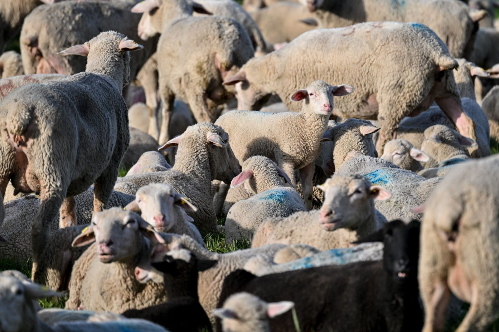 Eine Schafherde lagert auf einer Wiese. Dutzende Schafe haben die Nacht über auf der Anhöhe bei Salem verbracht.